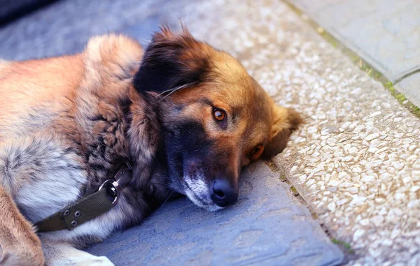 Sokakta dolaşan güzel bir köpeğin fotoğrafı..