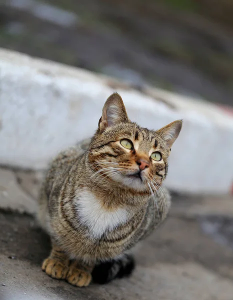 아름다운 고양이 고양이 — 스톡 사진