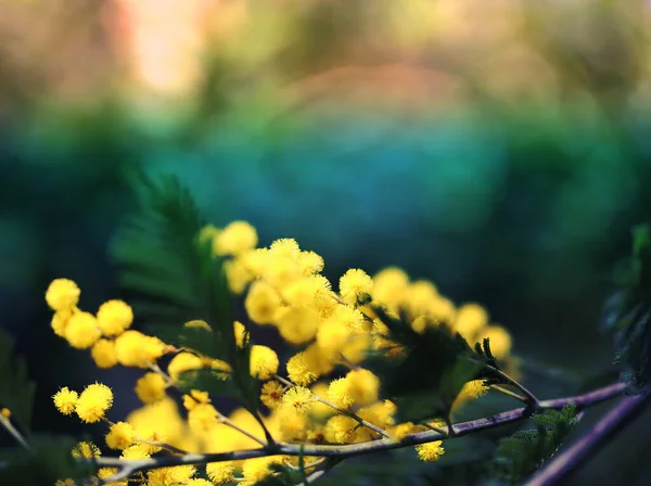 Photo Jaune Fond Branche Mimosa — Photo