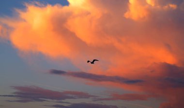 Güzel pembe bir bulut ve şafakta bir martı..