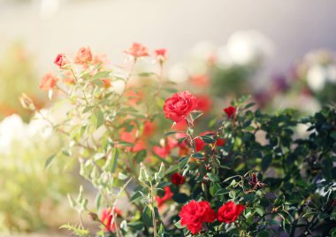 Yaz bahçesindeki bir gülün güzel fotoğrafı. Kartpostallar ya da web sitesi için bir gül.