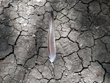 Fotoğraf arkaplan kuşları tüyü