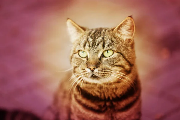 Foto Makro Porträtt Katt Gatan — Stockfoto