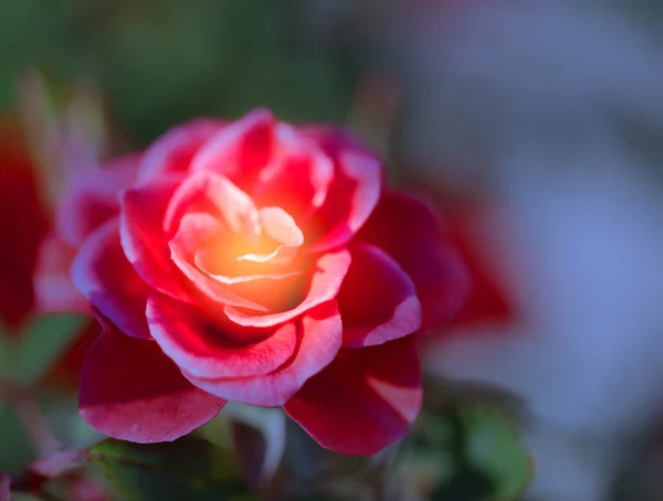 Hermosa Foto Una Rosa Jardín Verano Una Rosa Para Postales —  Fotos de Stock