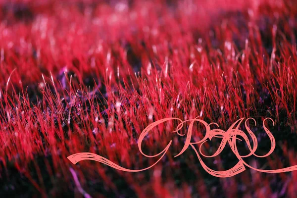 Foto Einer Nahaufnahme Von Einem Roten Gras Einem Sommerpark — Stockfoto