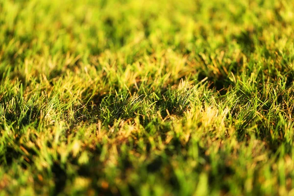 Photo Close Green Grass Summer Park — Stock Photo, Image