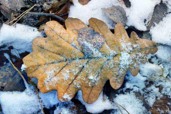 Foto Von Verschiedenen Herbst Schöne Blätter Auf Den Boden Gefallen — Stockfoto