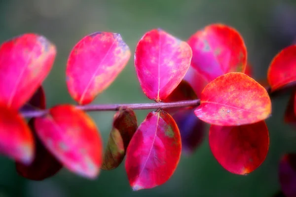 照片背景红色秋天树叶在公园里 — 图库照片