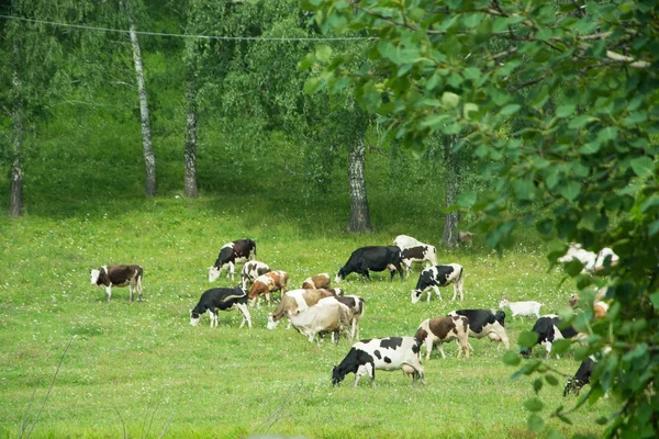 Корови Прогулянку — стокове фото