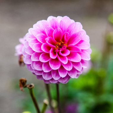 Sonbahar parkında Pembe Yıldız çiçekleri açıyor.