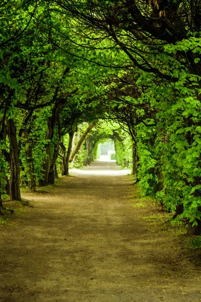 Green romantic tunnel of plants, spring period