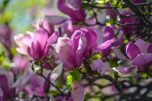 Magnolienblüten Botanischen Garten Von Kyiv Ukraine — Stockfoto