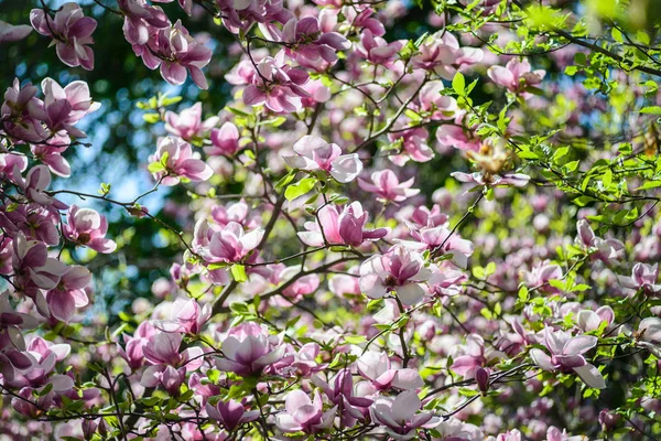 Flores Magnolia Jardín Botánico Kiev Ucrania — Foto de Stock