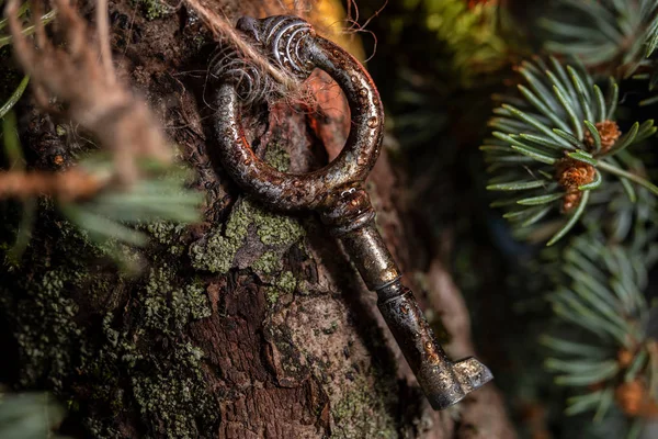 Волшебный Древний Ключ Темном Таинственном Лесу — стоковое фото