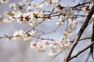 Ukrayna, Kyiv 'in bahar bahçesinde kayısı çiçeği