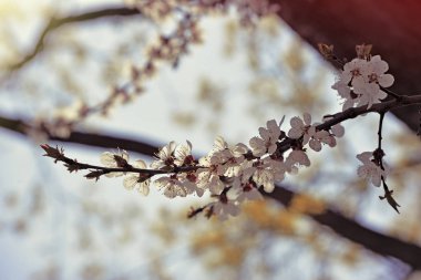 Ukrayna, Kyiv 'in bahar bahçesinde kayısı çiçeği