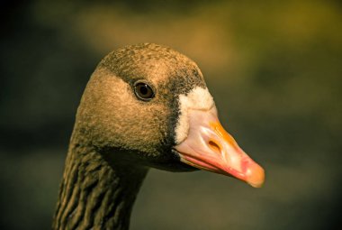 Yaban kazı portresi