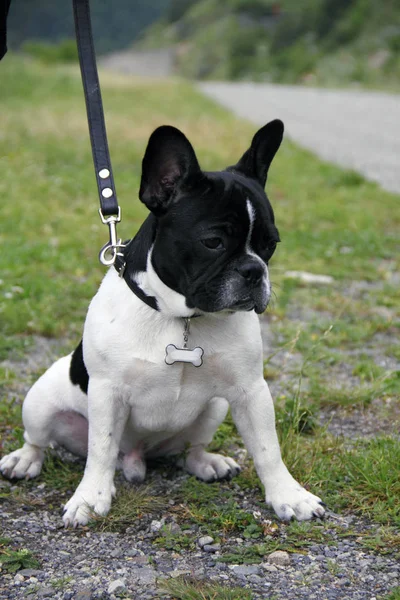 Expressive puppy of a French bulldog on a leash for a walk outdoors