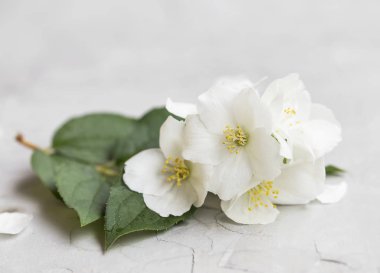 Yasemin çiçekleri closeup buket bir beton zemin üzerine