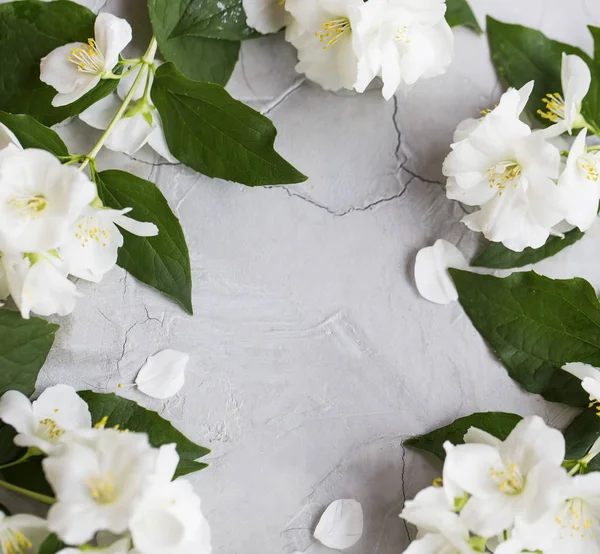 Yasemin çiçekli çerçeve bir beton zemin üzerine