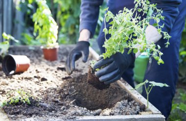 Gardening.Cultivating bir tencereye kekik bitki