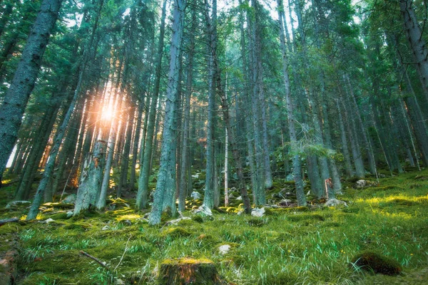 Raios Sol Vista Através Das Árvores Floresta Bela Natureza Paisagem — Fotografia de Stock