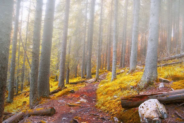 Floresta Outono Com Estrada Neblina Manhã Bela Paisagem Floresta Queda — Fotografia de Stock