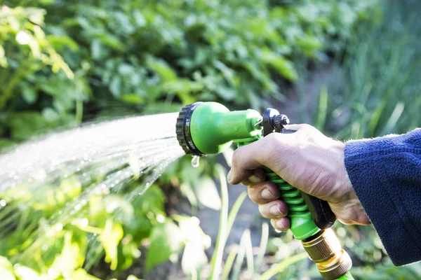 Gartenbewässerung Hand Hält Wasserregner Der Den Garten Wässert — Stockfoto