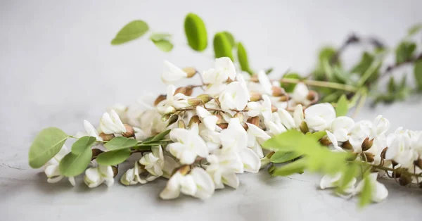 Acacia Blommor Enkla Konkreta Bakgrund Acacia Grenar Med Blad Och — Stockfoto