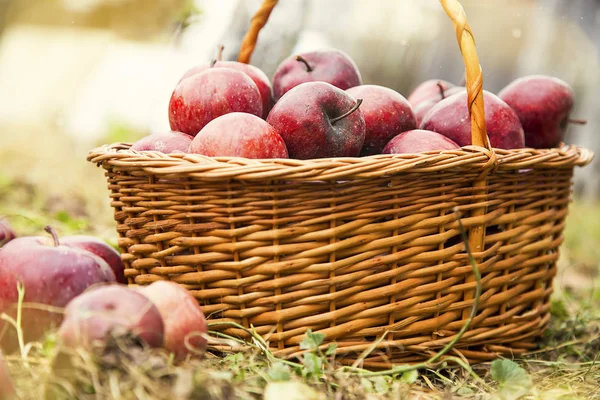 Maçãs Outono Uma Cesta Rústica Fora Cesta Maçãs Colheita Frutas — Fotografia de Stock