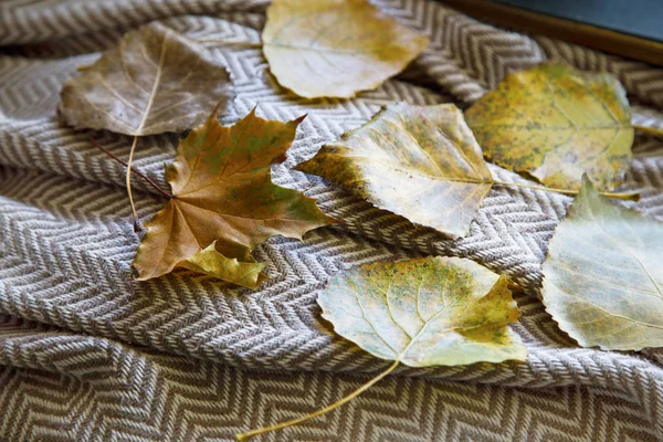 Hojas Otoño Una Manta Acogedor Ambiente Composición Estilo Vida Interior — Foto de Stock