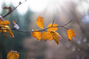 Güzel sonbahar yaprakları, ağaç dalı kurutulmuş yaprakları closeup ile 