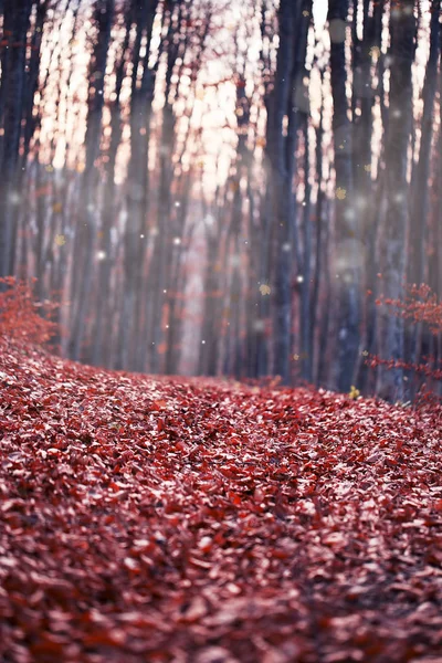 Magia Ensueño Hermoso Paisaje Bosque Otoño Enfoque Selectivo — Foto de Stock