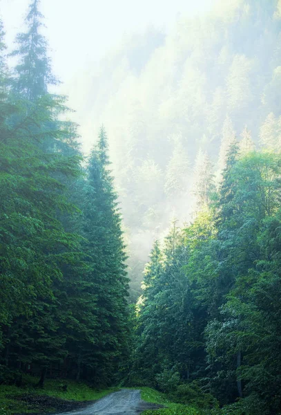 Bela Floresta Estrada Nebulosa Pela Manhã Floresta Abeto Com Caminho — Fotografia de Stock