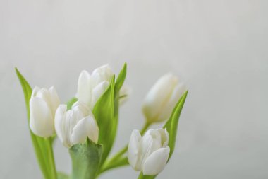 Beyaz Lale buketi kopya alanı, güzel çiçek tebrik sprintime anneler günü kartı, Beyaz Lale closeup makro narin saf bahar çiçekleri ile