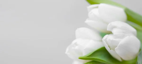 Tulipas Brancas Com Espaço Cópia Bela Saudação Floral Sprintime Cartão — Fotografia de Stock