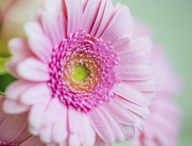 Pembe gerbera closeup, Tarih su ile güzel pembe çiçek damla