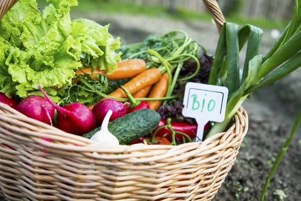 Cesta con verduras biológicas saludables cultivadas ecológicamente — Foto de Stock
