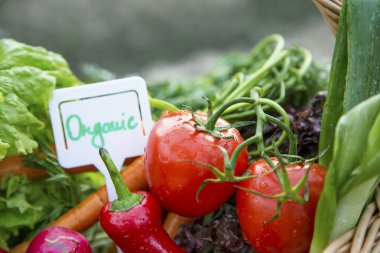 Taze organik sebzeler, domates, doğal büyüyen 