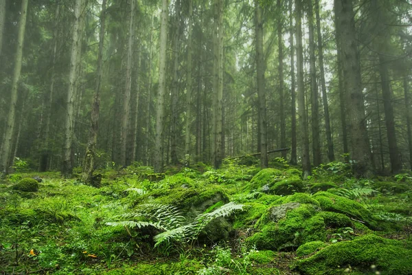 Grön skog vegetation, Gran träd skog med grön mossa, ormbunke a — Stockfoto