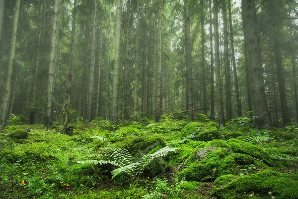 Green forest vegetation, fir tree forest with green moss, fern a — Stock Photo, Image