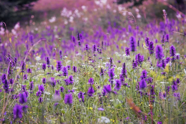Hermosa pradera flores silvestres paisaje, púrpura flores pradera  , — Foto de Stock