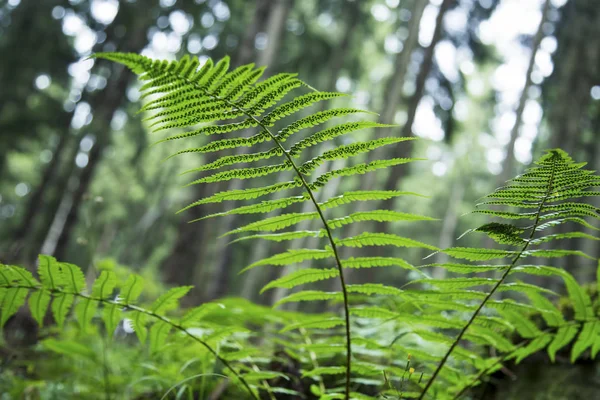 Fern leaves vegetation closeup, outdoor rain forest vegetation ,