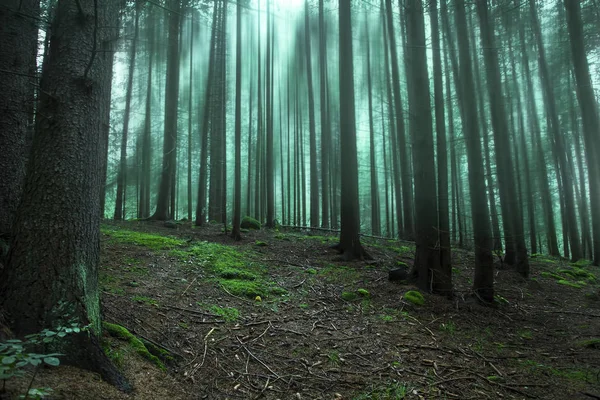 Bosque mágico oscuro con niebla y árboles —  Fotos de Stock