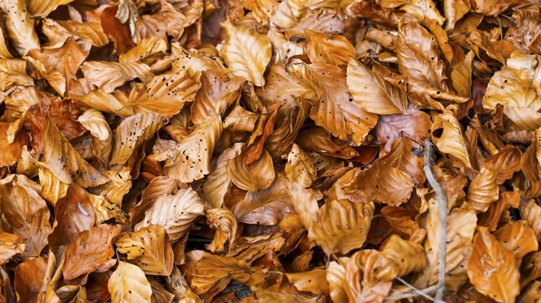 干山毛树叶的特写，秋干乐的顶视图 — 图库照片