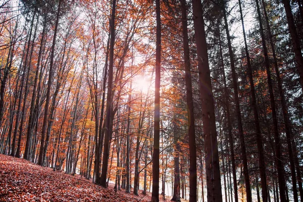 Floresta de outono, bela paisagem de queda cênica na faia para — Fotografia de Stock