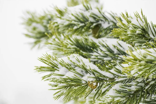 Closeup of pine tree branch covered with snow — Stock Photo, Image