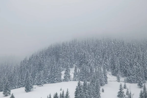 Vinterdimmigt skogslandskap, lynnig gran skog landskap — Stockfoto