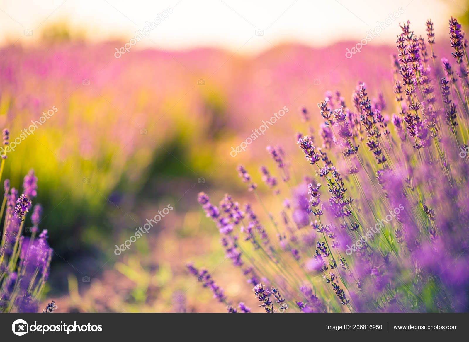 Beautiful Lavender Closeup Abstract Summer Meadow Flowers Landscape Summer  Nature — Stock Photo © icemanphotos #206816950, image size:1600x1167