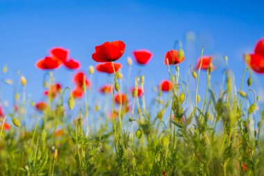 Güzel haşhaş çiçekleri ve çim çayır yaz bahar doğa arka plan için. Mavi gökyüzü ve kırmızı haşhaş çiçekler, renk sürecini arttır